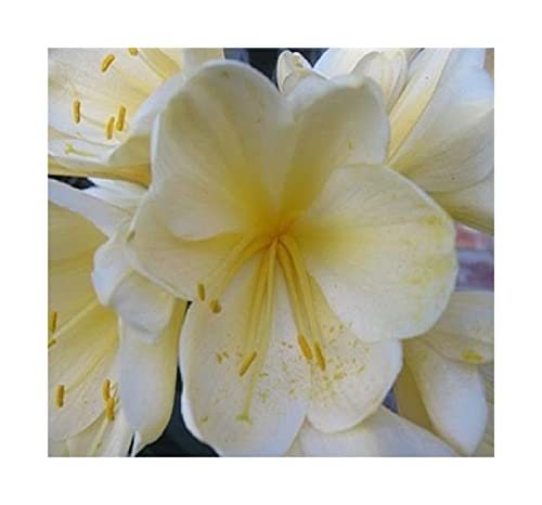 Stk - 1x Clivia miniata Broad Petal Yellow Winner Pflanzen - Samen B963 - Seeds & Plants Shop by Ipsa von Seeds & Plants Shop by Ipsa