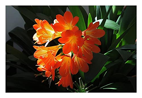 Stk - 1x Clivia miniata Majenta bronze green centre Farbe koralle Saat B1987 - Seeds & Plants Shop by Ipsa von Seeds & Plants Shop by Ipsa