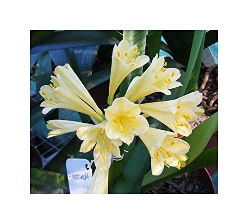 Stk - 1x Clivia miniata Moondrops Garten Blumen Pflanzen - Samen B967 - Seeds & Plants Shop by Ipsa von Seeds & Plants Shop by Ipsa