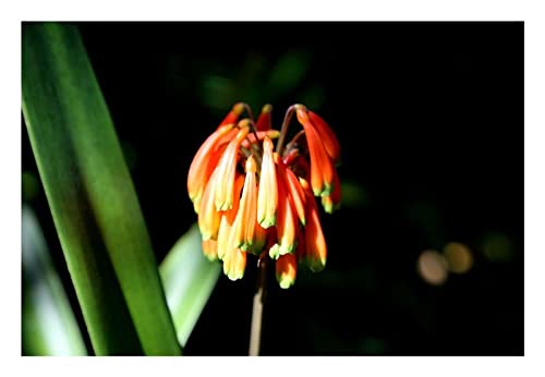 Stk - 1x Clivia robusta Blüten orange gelb schattiert Pflanzen - Samen B1991 - Seeds & Plants Shop by Ipsa von Seeds & Plants Shop by Ipsa