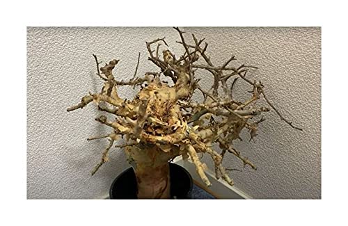 Stk - 1x Commiphora Kataf Caudex Bonsai Garten Pflanze - Samen B1999 - Seeds & Plants Shop by Ipsa von Seeds & Plants Shop by Ipsa
