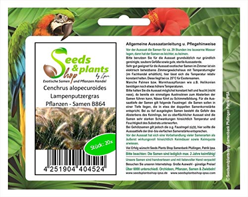 Stk - 20x Cenchrus alopecuroides Lampenputzergras Pflanzen - Samen B864 - Seeds & Plants Shop by Ipsa von Seeds & Plants Shop by Ipsa