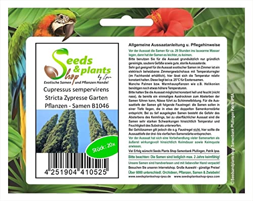 Stk - 20x Cupressus sempervirens Stricta Zypresse Garten Pflanzen - Samen B1046 - Seeds & Plants Shop by Ipsa von Seeds & Plants Shop by Ipsa