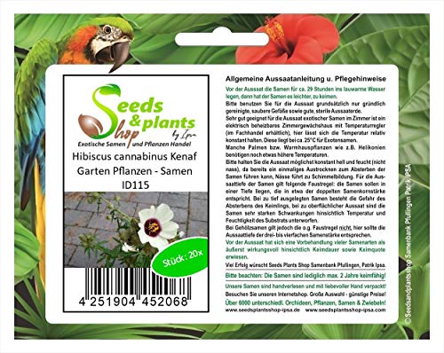 Stk - 20x Hibiscus cannabinus Kenaf Garten Pflanzen - Samen ID115 - Seeds & Plants Shop by Ipsa von Seeds & Plants Shop by Ipsa