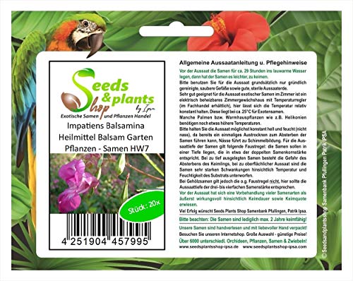 Stk - 20x Impatiens Balsamina Heilmittel Balsam Garten Pflanzen - Samen HW7 - Seeds & Plants Shop by Ipsa von Seeds & Plants Shop by Ipsa