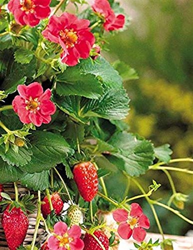 Stk - 20x Milch Erdbeeren Obst Pflanzen - Samen A260 - Seeds & Plants Shop by Ipsa Stk - 20x Milch Erdbeeren Obst Pflanzen - Samen A260 - Seeds & Plants Shop by Ipsa von Seeds & Plants Shop by Ipsa