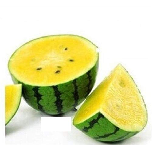 Stk - 20x Mini Melonen Gelb Citrullus lanatus Obst Pflanzen - Samen A137 - Seeds & Plants Shop by Ipsa Stk - 20x Mini Melonen Gelb Citrullus lanatus Obst Pflanzen - Samen A137 - Seeds & Plants Shop by Ipsa von Seeds & Plants Shop by Ipsa