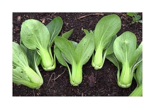 Stk - 20x Mini Pak Choi Green Fortune F1 Blattgemüse Garten Pflanzen - Samen KS92 - Seeds & Plants Shop by Ipsa Stk - 20x Mini Pak Choi Green Fortune F1 Blattgemüse Garten Pflanzen - Samen KS92 - Seeds & Plants Shop by Ipsa von Seeds & Plants Shop by Ipsa