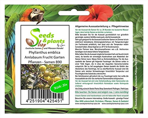 Stk - 20x Phyllanthus emblica Amlabaum Frucht Garten Pflanzen - Samen B90 - Seeds & Plants Shop by Ipsa von Seeds & Plants Shop by Ipsa