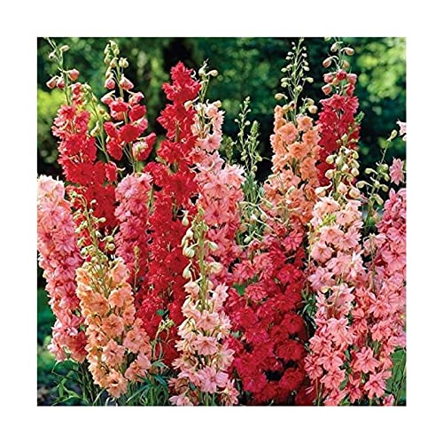 Stk - 20x Riesen Delphinium cultorums Rot Rittersporn Pflanzen - Samen A290 - Seeds & Plants Shop by Ipsa von Seeds & Plants Shop by Ipsa