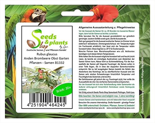 Stk - 20x Rubus glaucus Anden Brombeere Obst Garten Pflanzen - Samen B1332 - Seeds & Plants Shop by Ipsa von Seeds & Plants Shop by Ipsa