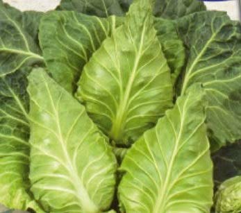 Stk - 215x Spitzkohl Express Erstling Weißkohl Gemüse Pflanzen - Samen K484 - Seeds & Plants Shop by Ipsa von Seeds & Plants Shop by Ipsa