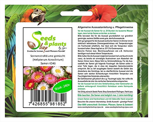 Stk - 240x Sonnenstrohblume gemischt Helipterum Acroclinium Pflanzen Samen K346 - Seeds & Plants Shop by Ipsa von Seeds & Plants Shop by Ipsa
