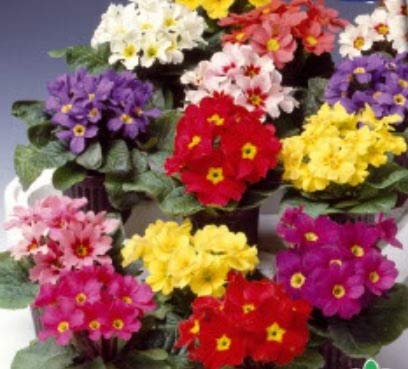 Stk - 250x Schlüsselblume Colossea Mixed Primula mehrjärige Garten Pflanzen Samen K143 - Seeds & Plants Shop by Ipsa von Seeds & Plants Shop by Ipsa