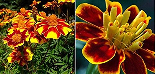 Stk - 25x Französische Tagetes patula rot gelbe Ringelblumen Samen A15 - Seeds & Plants Shop by Ipsa von Seeds & Plants Shop by Ipsa