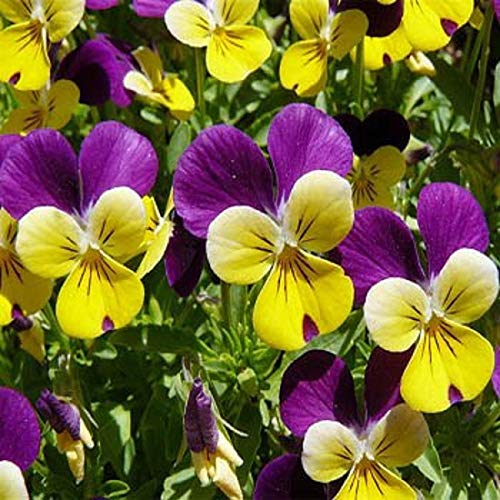 Stk - 25x Gesicht Cornuta Hornveilchen Johnny Jump Pflanzen - Samen A149 - Seeds & Plants Shop by Ipsa von Seeds & Plants Shop by Ipsa