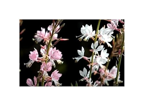 Stk - 25x Prachtkerze The Bride Gaura lindheimerii Saatgut Garten Pflanzen - Samen K40 - Seeds & Plants Shop by Ipsa Stk - 25x Prachtkerze The Bride Gaura lindheimerii Saatgut Garten Pflanzen - Samen K40 - Seeds & Plants Shop by Ipsa von Seeds & Plants Shop by Ipsa