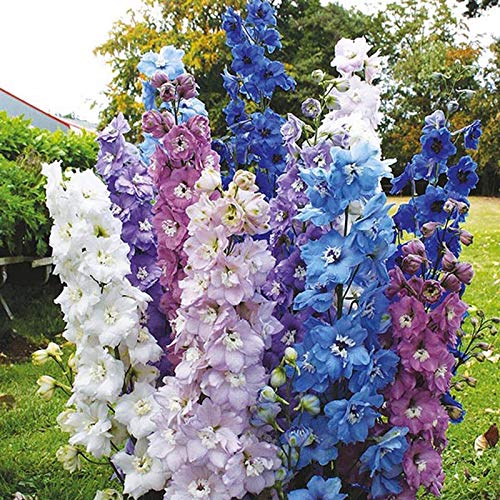 Stk - 25x Riesen Delphinium Cultorums Mix Rittersporn Pflanzen - Samen A157 - Seeds & Plants Shop by Ipsa von Seeds & Plants Shop by Ipsa