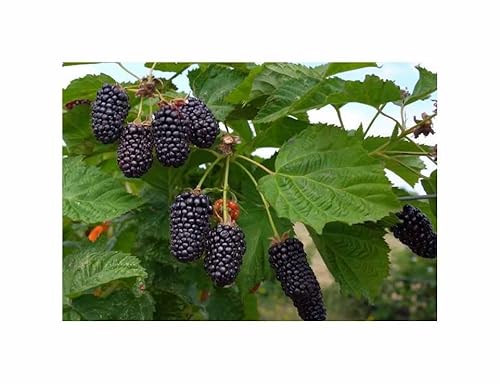 Stk - 25x Riesen F1 Brombeeren Obst Garten Pflanzen - Samen A125 - Seeds & Plants Shop by Ipsa Stk - 25x Riesen F1 Brombeeren Obst Garten Pflanzen - Samen A125 - Seeds & Plants Shop by Ipsa von Seeds & Plants Shop by Ipsa
