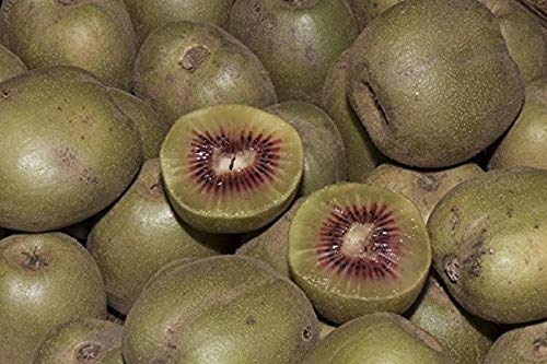 Stk - 25x Rote Kiwi Actinidia arguta Geneva Obst Pflanzen - Samen A139 - Seeds & Plants Shop by Ipsa von Seeds & Plants Shop by Ipsa