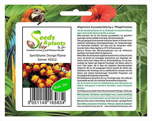 Stk - 25x Samtblume Orange Flame-Studentenblume Samen Pflanze Blume Saagut KS312 - Seeds & Plants Shop by Ipsa von Seeds & Plants Shop by Ipsa