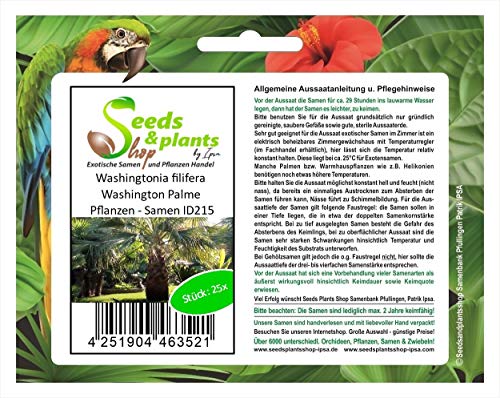 Stk - 25x Washingtonia filifera Washington Palme Pflanzen - Samen ID215 - Seeds & Plants Shop by Ipsa von Seeds & Plants Shop by Ipsa