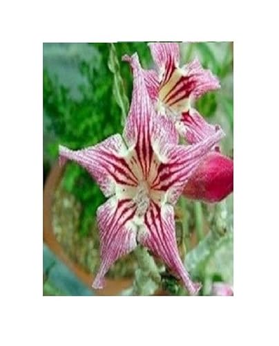Stk - 2x Adenium obesum Crispum Wüstenrose Garten Pflanzen - Samen B545 - Seeds & Plants Shop by Ipsa Stk - 2x Adenium obesum Crispum Wüstenrose Garten Pflanzen - Samen B545 - Seeds & Plants Shop by Ipsa von Seeds & Plants Shop by Ipsa
