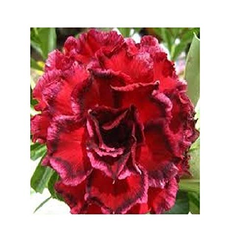 Stk - 2x Adenium obesum Sawan 7 Wüstenrose Garten Pflanzen - Samen B576 - Seeds & Plants Shop by Ipsa von Seeds & Plants Shop by Ipsa
