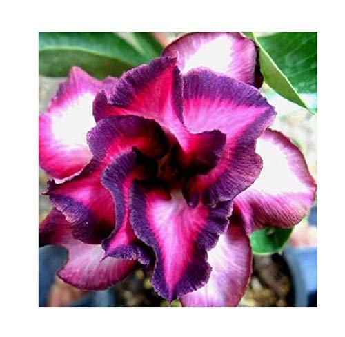Stk - 2x Adenium obesum Violetcity Wüstenrose Garten Pflanzen - Samen B586 - Seeds & Plants Shop by Ipsa Stk - 2x Adenium obesum Violetcity Wüstenrose Garten Pflanzen - Samen B586 - Seeds & Plants Shop by Ipsa von Seeds & Plants Shop by Ipsa