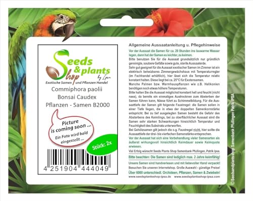 Stk - 2x Commiphora paolii = longipedicellata Bonsai Caudex Pflanzen - Samen B2000 - Seeds & Plants Shop by Ipsa von Seeds & Plants Shop by Ipsa