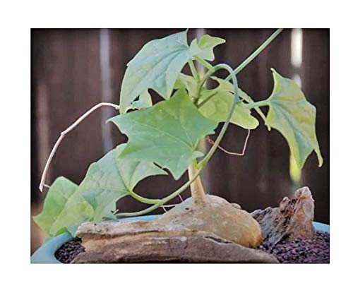 Stk - 2x Gerrardanthus macrorhizus Caudex Zimmer Pflanzen - Samen B1524 - Seeds & Plants Shop by Ipsa von Seeds & Plants Shop by Ipsa