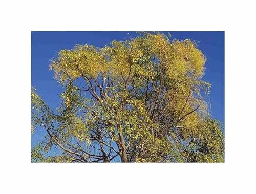 Stk - 2x Moringa hildebrandtii Hildebrandts Flaschenbaum Pflanzen - Samen ID1686 - Seeds & Plants Shop by Ipsa von Seeds & Plants Shop by Ipsa