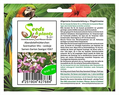 Stk - 30x Abendstiefmütterchen Scentsation Mix - Levkoje Samen Garten Saatgut KS67 - Seeds & Plants Shop by Ipsa von Seeds & Plants Shop by Ipsa