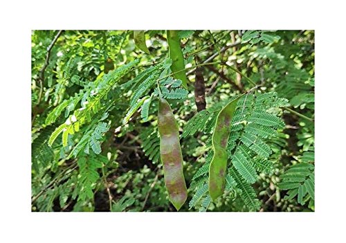 Stk - 30x Acacia catechu Gerber Akazie (Senegalia catechu) Baum Pflanzen - Samen ID12 - Seeds & Plants Shop by Ipsa von Seeds & Plants Shop by Ipsa