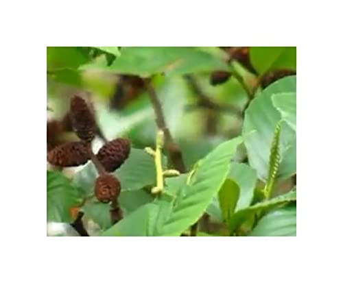 Stk - 30x Alnus acuminata Anden Erle Garten Pflanzen - Samen ID1097 - Seeds & Plants Shop by Ipsa von Seeds & Plants Shop by Ipsa