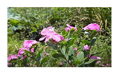 Stk - 30x Catharanthus roseus Madagaskar Immergrün Strauch Pflanzen - Samen B474 - Seeds & Plants Shop by Ipsa von Seeds & Plants Shop by Ipsa