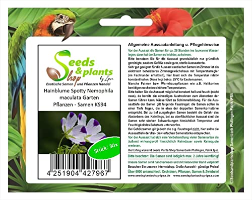Stk - 30x Hainblume Spotty Nemophila maculata Garten Pflanzen - Samen KS94 - Seeds & Plants Shop by Ipsa von Seeds & Plants Shop by Ipsa