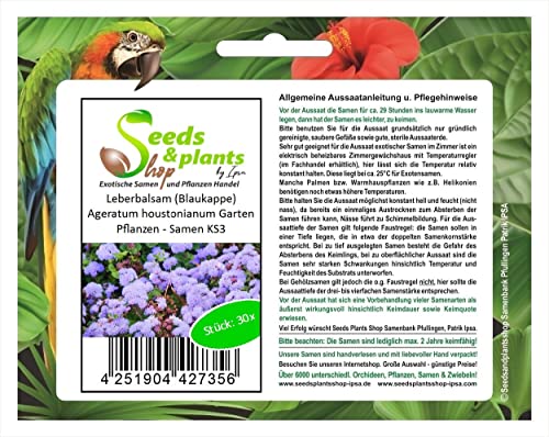 Stk - 30x Leberbalsam (Blaukappe) Ageratum houstonianum Garten Pflanzen - Samen KS3 - Seeds & Plants Shop by Ipsa von Seeds & Plants Shop by Ipsa