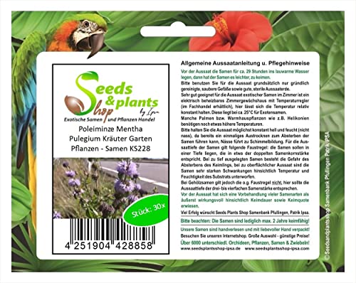 Stk - 30x Poleiminze Mentha Pulegium Kräuter Garten Pflanzen - Samen KS228 - Seeds & Plants Shop by Ipsa von Seeds & Plants Shop by Ipsa