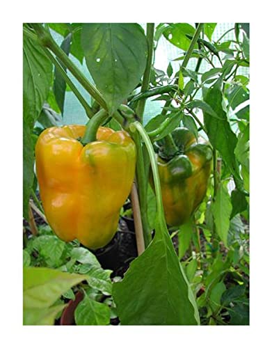 Stk - 30x Riesen Coral Paprika Korallen Gemüse Pflanzen - Samen A66 - Seeds & Plants Shop by Ipsa von Seeds & Plants Shop by Ipsa