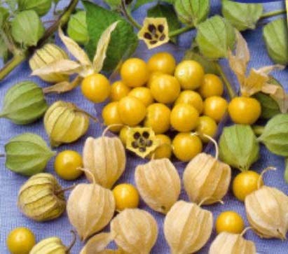 Stk - 35x Ananaskirsch SunFruit - Samen Beere Physalis pruinosa Obst KS446 - Seeds & Plants Shop by Ipsa von Seeds & Plants Shop by Ipsa