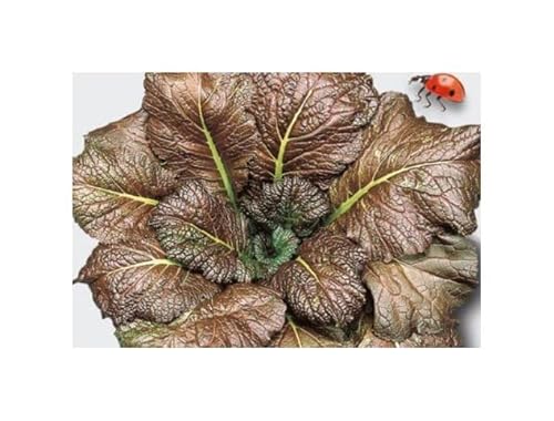 Stk - 35x Blattsenf Red Giant EKO Senf Gemüse Garten Pflanzen - Samen KS197 - Seeds & Plants Shop by Ipsa Stk - 35x Blattsenf Red Giant EKO Senf Gemüse Garten Pflanzen - Samen KS197 - Seeds & Plants Shop by Ipsa von Seeds & Plants Shop by Ipsa