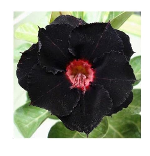 Stk - 3x Adenium obesum Black Swamp Wüstenrose Garten Pflanzen - Samen B539 - Seeds & Plants Shop by Ipsa Stk - 3x Adenium obesum Black Swamp Wüstenrose Garten Pflanzen - Samen B539 - Seeds & Plants Shop by Ipsa von Seeds & Plants Shop by Ipsa