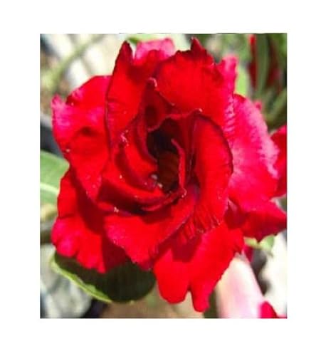 Stk - 3x Adenium obesum Doungdee Wüstenrose Garten Pflanzen - Samen B550 - Seeds & Plants Shop by Ipsa von Seeds & Plants Shop by Ipsa