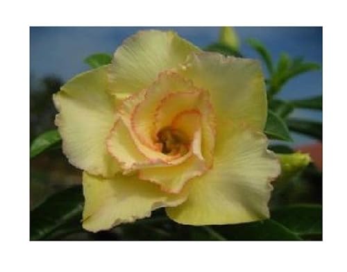 Stk - 3x Adenium obesum Maithong Wüstenrose Garten Pflanzen - Samen B559 - Seeds & Plants Shop by Ipsa von Seeds & Plants Shop by Ipsa