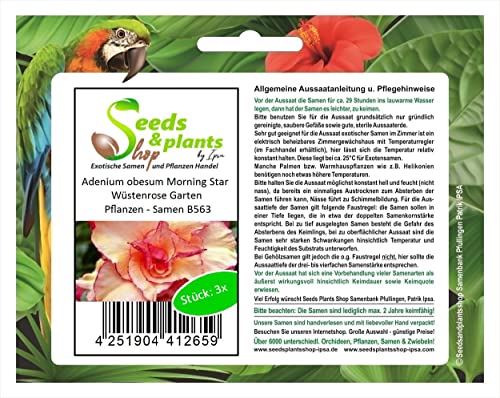 Stk - 3x Adenium obesum Morning Star Wüstenrose Garten Pflanzen - Samen B563 - Seeds & Plants Shop by Ipsa von Seeds & Plants Shop by Ipsa