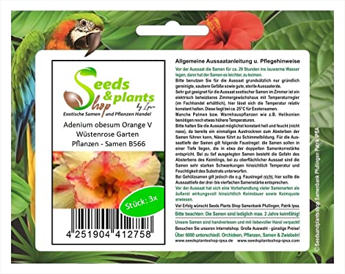 Stk - 3x Adenium obesum Orange V Wüstenrose Garten Pflanzen - Samen B566 - Seeds & Plants Shop by Ipsa von Seeds & Plants Shop by Ipsa