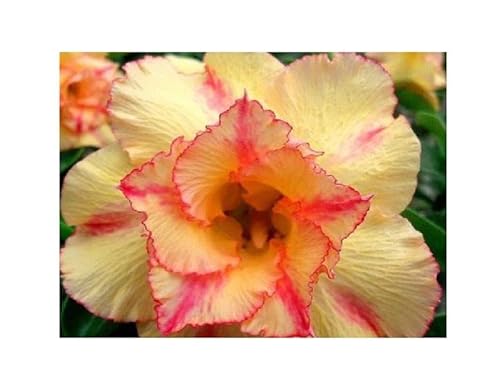 Stk - 3x Adenium obesum Orange V Wüstenrose Garten Pflanzen - Samen B566 - Seeds & Plants Shop by Ipsa von Seeds & Plants Shop by Ipsa