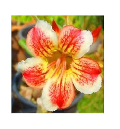 Stk - 3x Adenium obesum Pawpun Wüstenrose Garten Pflanzen - Samen B567 - Seeds & Plants Shop by Ipsa Stk - 3x Adenium obesum Pawpun Wüstenrose Garten Pflanzen - Samen B567 - Seeds & Plants Shop by Ipsa von Seeds & Plants Shop by Ipsa