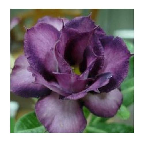 Stk - 3x Adenium obesum Purple Doxxo Wüstenrose Garten Pflanzen - Samen B570 - Seeds & Plants Shop by Ipsa von Seeds & Plants Shop by Ipsa